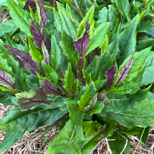 Okinawa Spinach - Gynura crepioides
