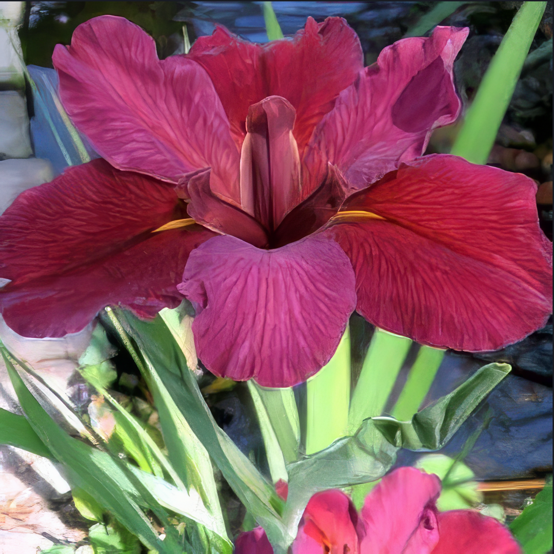 Louisiana Iris 'Red Velvet' native American wildflower - Iris