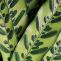 Close-up of Wellspring Gardens' Rattlesnake Plant Houseplant (Calathea lancifolia), featuring overlapping green leaves with bold, dark oval and stripe patterns for an intricate natural design.