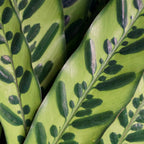 Close-up of Wellspring Gardens' Rattlesnake Plant Houseplant (Calathea lancifolia), featuring overlapping green leaves with bold, dark oval and stripe patterns for an intricate natural design.