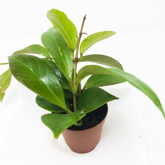 Hoya Gracilis 'Memoria' Trailing Wax Plant - Hoya