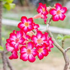 A cluster of Desert Rose Basic Pink (Adenium obesum) by Wellspring Gardens blooms with vibrant pink and white flowers, soft green foliage, and outdoor charm—an exquisite display of natural bonsai beauty.
