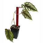 The Wellspring Gardens Cissus discolor Rex Begonia Vine is a small potted houseplant with three large green leaves showing silvery-white veins and a red stem, supported by a red stick in a black plastic pot with soil.