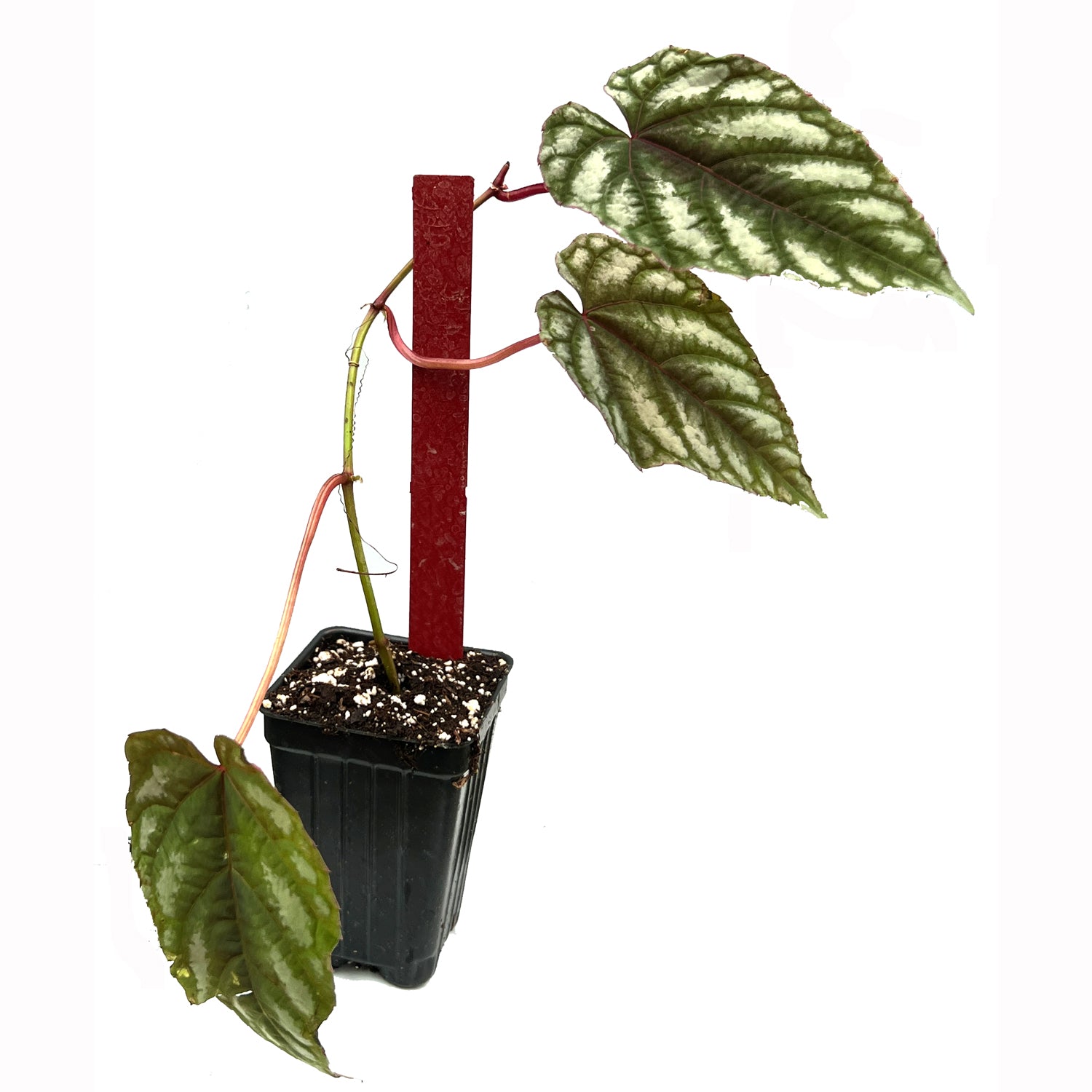Cissus discolor Rex Begonia Vine - Cissus discolor