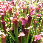 A dense cluster of Wellspring Gardens Judith Hindle Pitcher Plant Carnivorous - Sarracenia, with tall green tubes and flared pinkish-red veined tops, growing closely together in bright light.