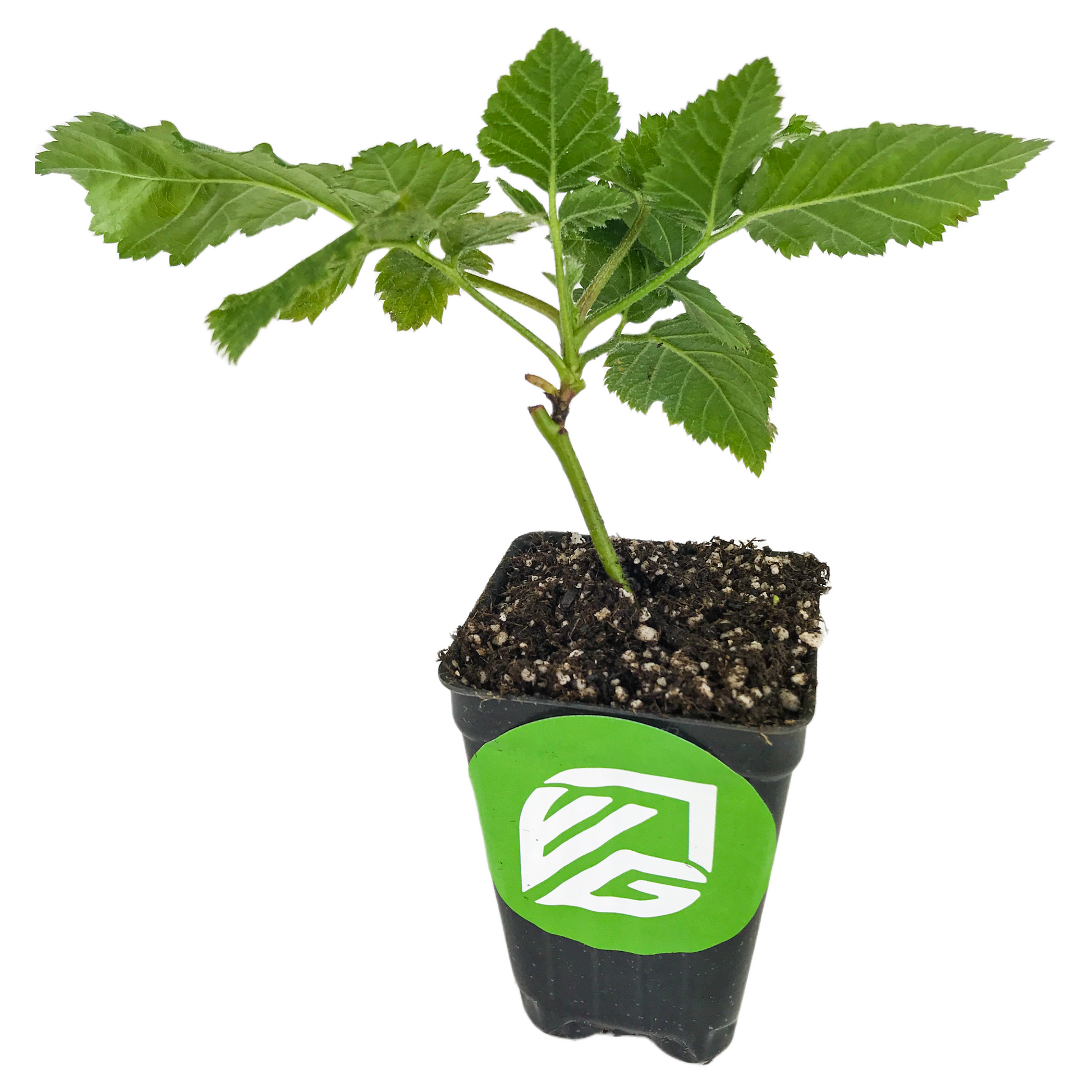 Prime-Ark Freedom Blackberry - Rubus
