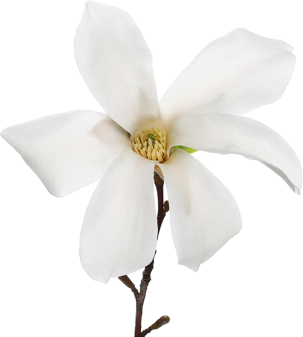 Silver Mist (Sweetbay Magnolia) - Magnolia virginiana