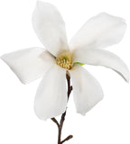 A single Silver Mist (Sweetbay Magnolia) - Magnolia virginiana flower by Wellspring Gardens, featuring six large fragrant white petals and a light brown center on a dark stem, isolated on a white background.