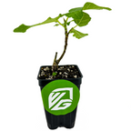 A Texas Everbearing Fig (Ficus carica) plant by Wellspring Gardens in a black pot with a green and white logo sticker. This self-pollinating variety produces sweet, brown-skinned fruit and has lush green leaves.