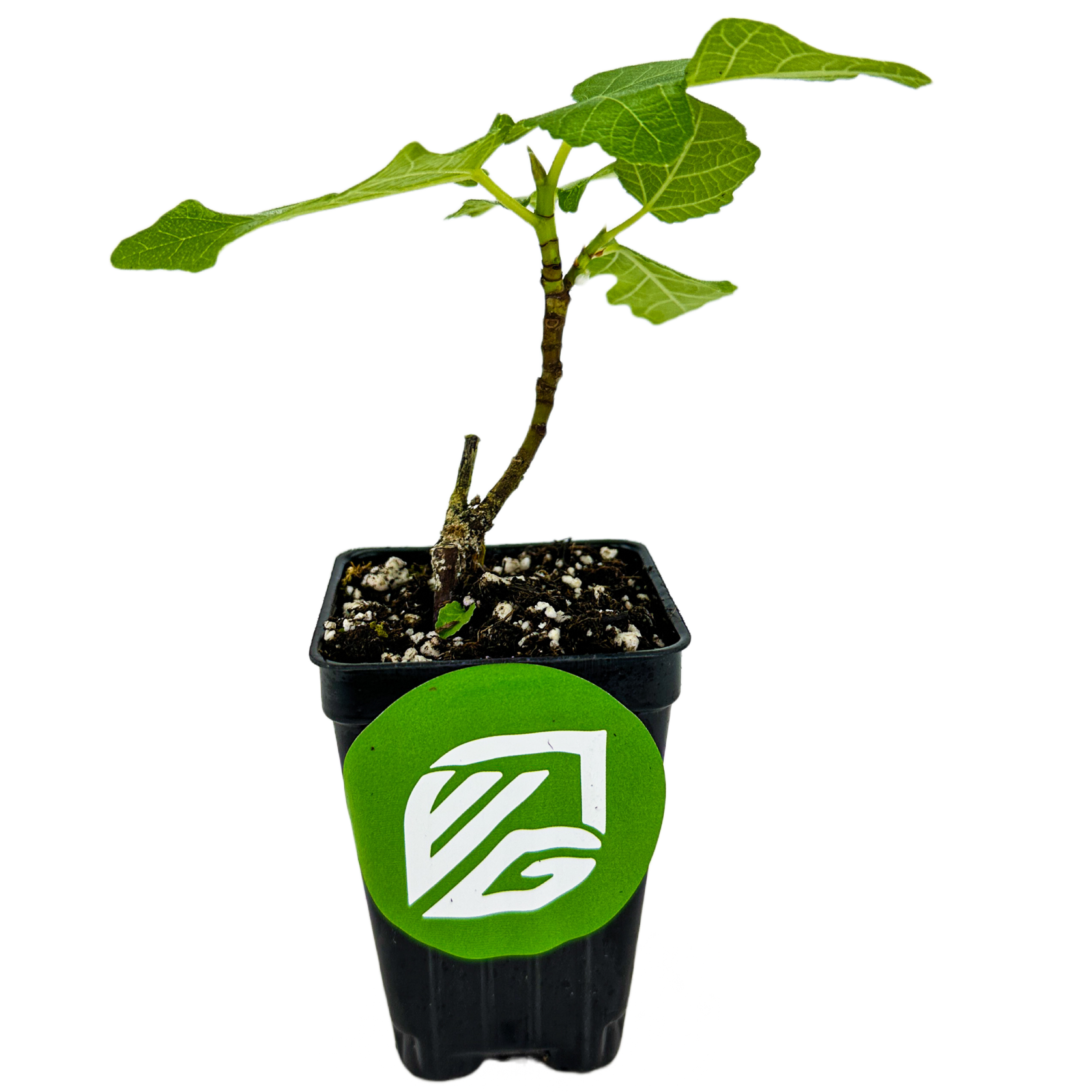A Texas Everbearing Fig (Ficus carica) plant by Wellspring Gardens in a black pot with a green and white logo sticker. This self-pollinating variety produces sweet, brown-skinned fruit and has lush green leaves.