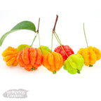 Glossy, ribbed Surinam Cherry (Eugenia uniflora) berries in green, yellow, orange, and red hang from a hardy shrub with green leaves. The Wellspring Gardens logo is visible in the lower left corner.