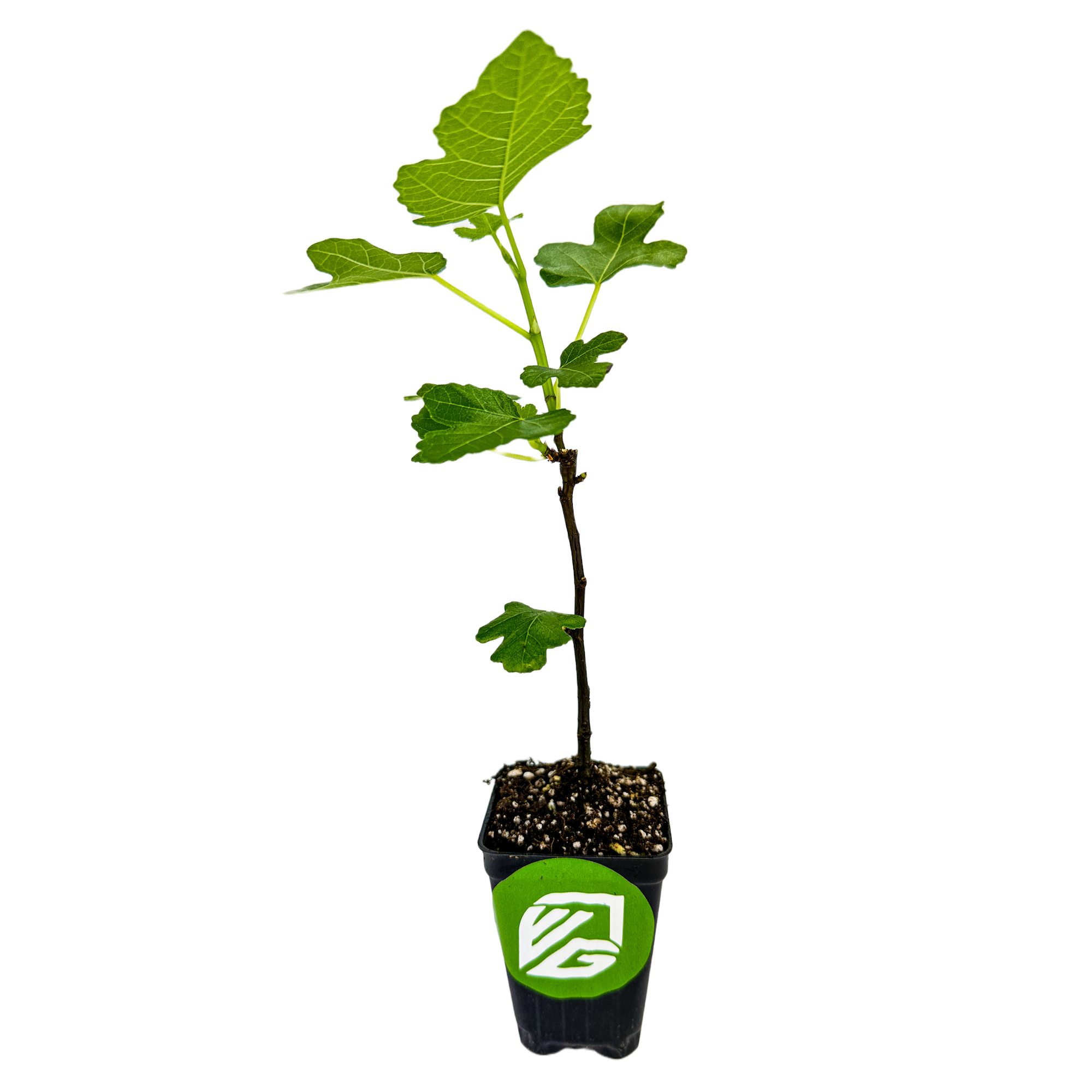 A young GE Neri (Italian) Fig - Ficus carica from Wellspring Gardens grows in a small black plastic pot with soil, featuring a green and white logo on the front, set against a clean white background.