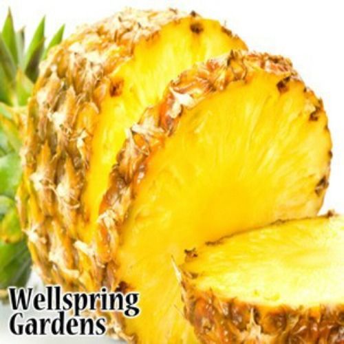Elite Gold Pineapple - Ananas comosus
