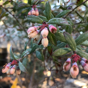 Darrow Blueberry - Vaccinium corymbosum