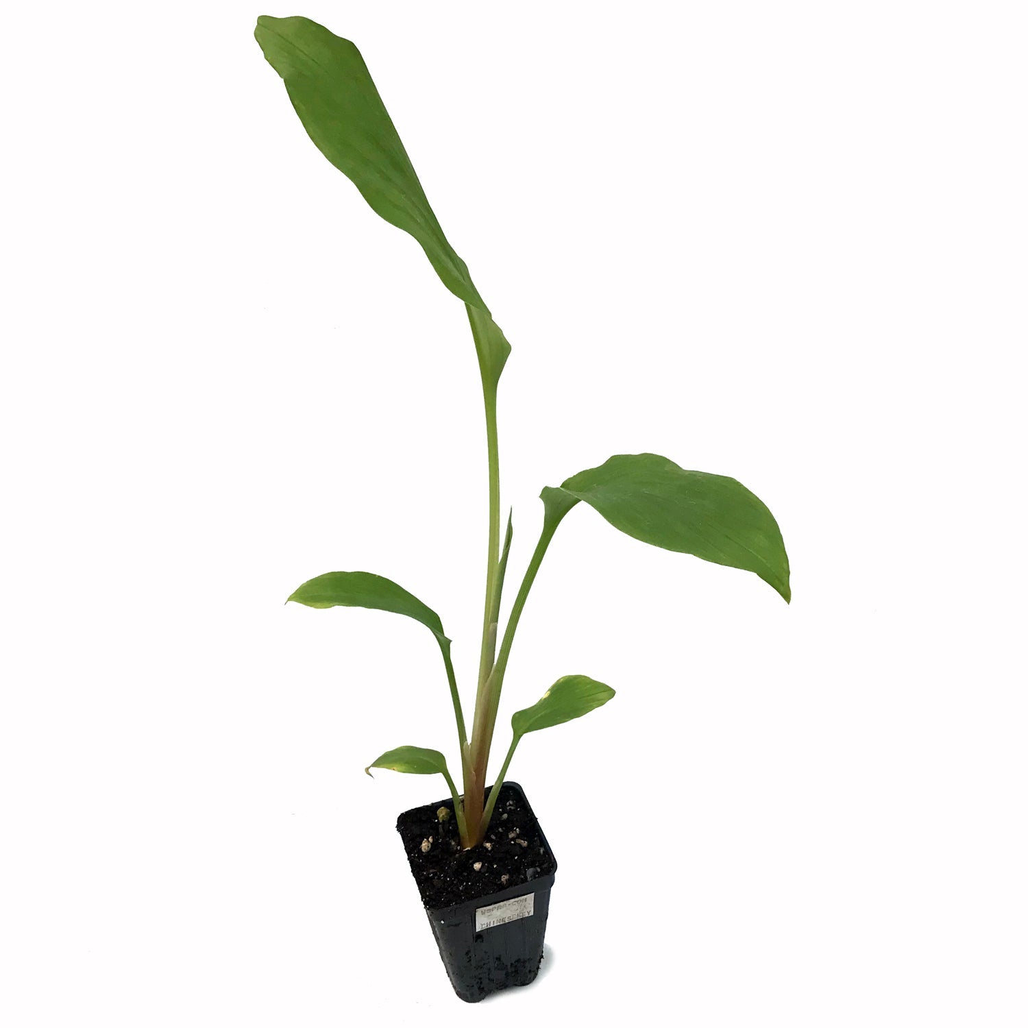 A young Chinese Keys Galangal Ginger (Boesenbergia rotunda) plant from Wellspring Gardens with slender green leaves in a small black plastic pot filled with soil, isolated on a white background.