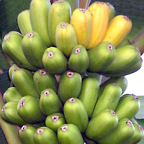 Hua Moa Banana - Musa