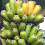 A cluster of Hua Moa Banana - Musa from Wellspring Gardens grows on the plant—mostly unripe and green, with two at the top just beginning to turn yellow, signaling ripening.