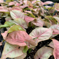 Close-up of Syngonium Neon Robusta Pink Arrowhead Vine (Syngonium podophyllum) by Wellspring Gardens, showing clusters of young plants with pale pink and green leaves in small pots, perfect for nurseries or indoor plant collections.