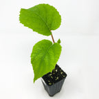 A Wellspring Gardens Saanichton Female Kiwi (Actinidia deliciosa) plant with three bright green, serrated leaves grows in dark soil in a black plastic pot, illustrating the early pre-pollination stage against a white background.