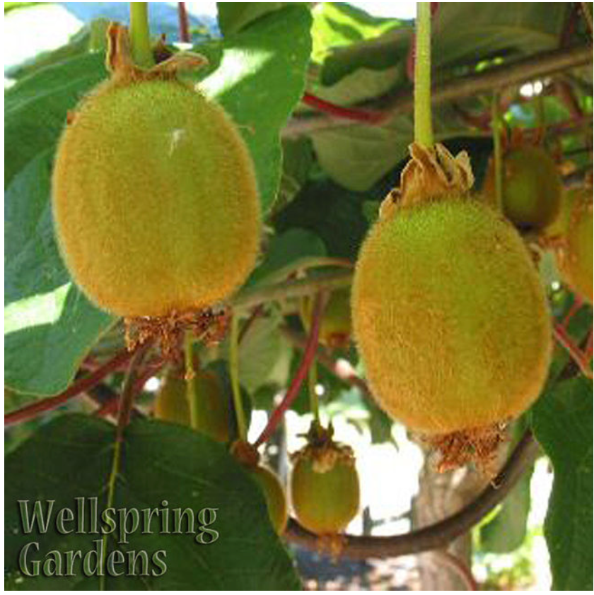 Saanichton Female Kiwi - Actinidia deliciosa