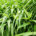 A dense cluster of vibrant green Tiger Grass (Thysanolaena maxima latifolia) leaves from Wellspring Gardens spreads in various directions, creating a lush, tropical look reminiscent of ornamental grass.