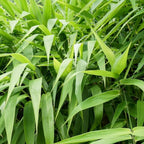 A dense cluster of vibrant green Tiger Grass (Thysanolaena maxima latifolia) leaves from Wellspring Gardens spreads in various directions, creating a lush, tropical look reminiscent of ornamental grass.