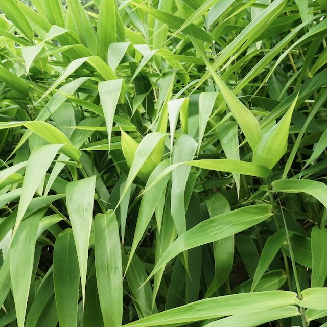 A dense cluster of vibrant green Tiger Grass (Thysanolaena maxima latifolia) leaves from Wellspring Gardens spreads in various directions, creating a lush, tropical look reminiscent of ornamental grass.