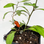 Wellspring Gardens Goji Berry (Lycium barbarum) features a small potted plant with green leaves and a single red berry near dark speckled soil, perfect for both beauty and health benefits against a white background.