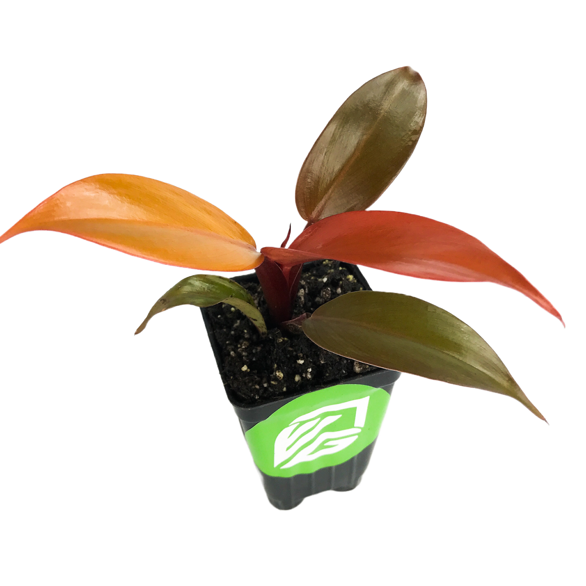 Philodendron McColley's Finale - Philodendron
