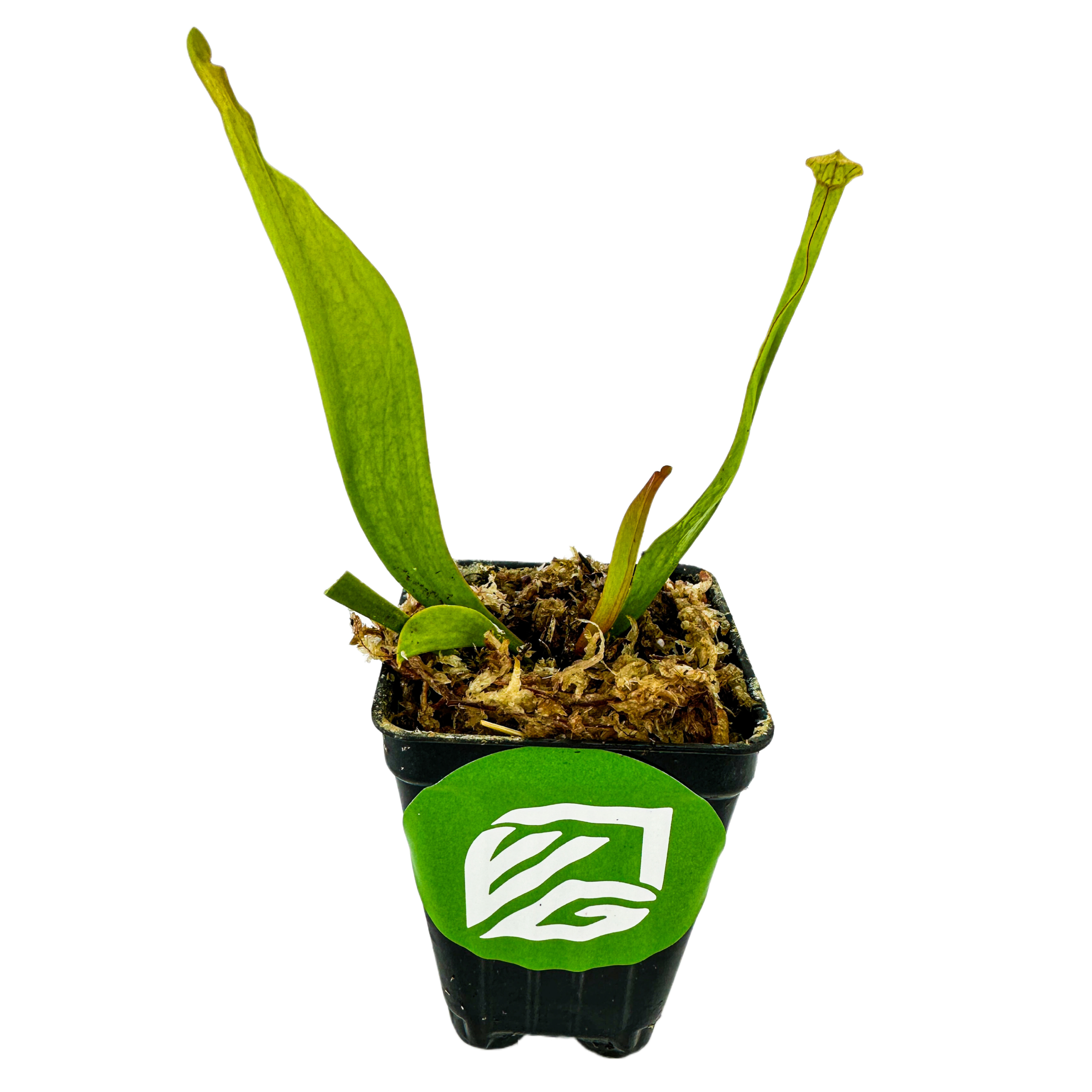 The Velvet Carnivorous Pitcher Plant (Sarracenia) by Wellspring Gardens features long green leaves and moss in a small black plastic pot with a green logo sticker, set against a plain white background.