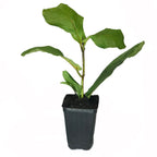 A young Suncoast Fiddle-Leaf Ornamental Fig (Ficus lyrata) by Wellspring Gardens, with broad green leaves, grows in a small black plastic pot filled with soil against a plain white background.
