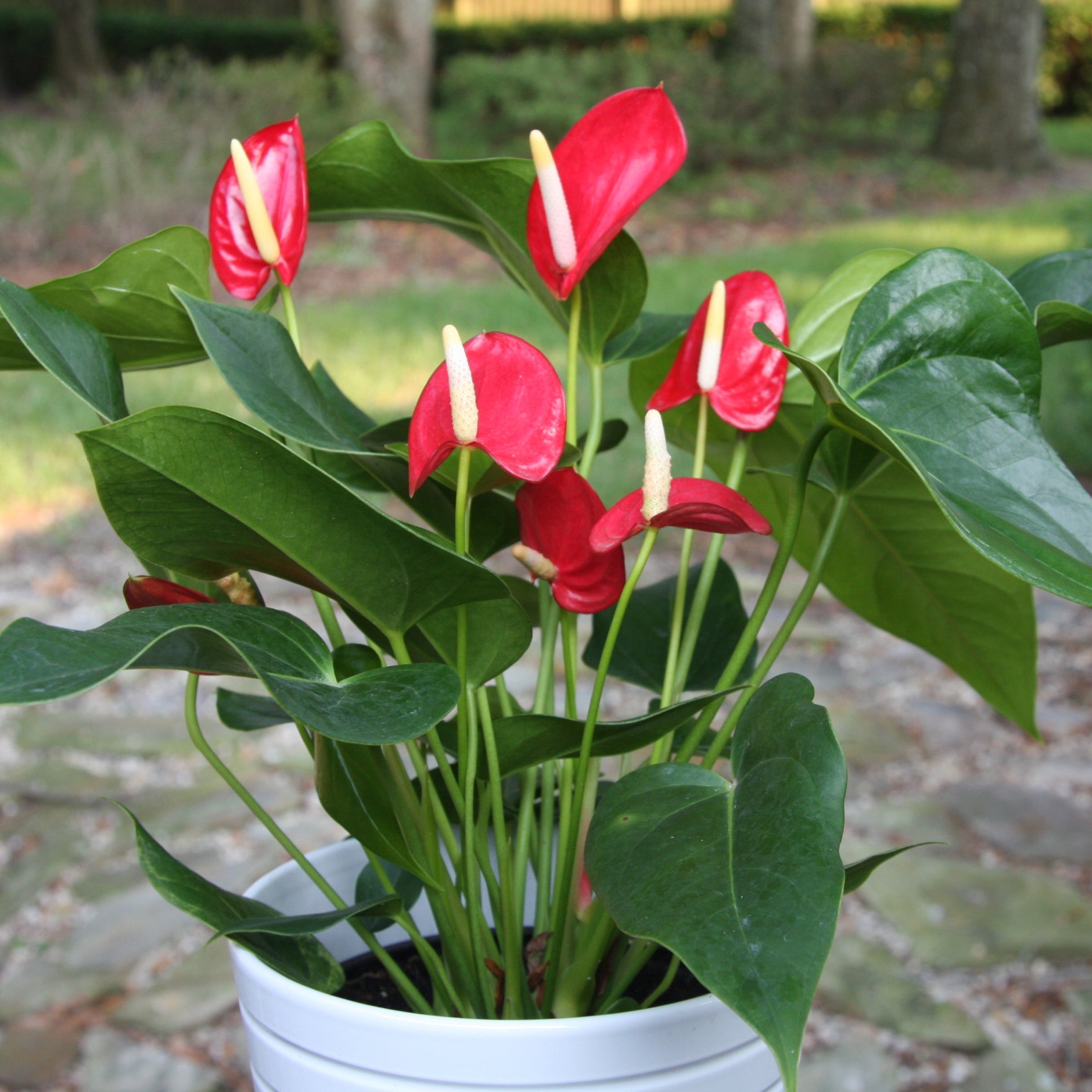 The Anthurium Red Sensation Houseplant by Wellspring Gardens, with striking red, heart-shaped flowers and glossy green leaves, sits on a stone path outdoors, boosting air quality amid grass and trees.