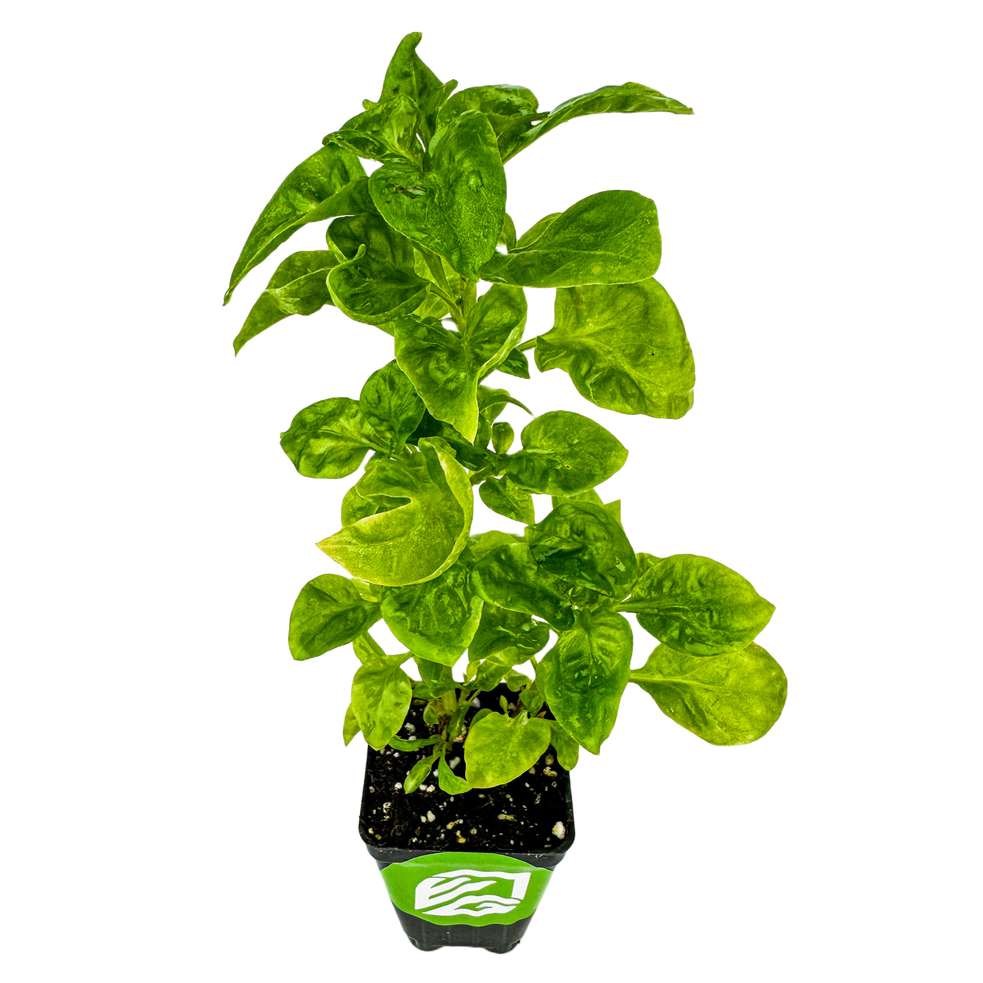 Sissoo Spinach (Brazilian Spinach) - Alternanthera sissoo by Wellspring Gardens is a leafy green perennial herb with broad, vibrant leaves, thriving in a small black plastic pot of soil, isolated on a white background.
