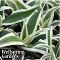 Close-up of Sweet Stripes Variegated Pineapple (Ananas comosus) leaves, densely packed together, with "Wellspring Gardens" in white letters at the lower left.