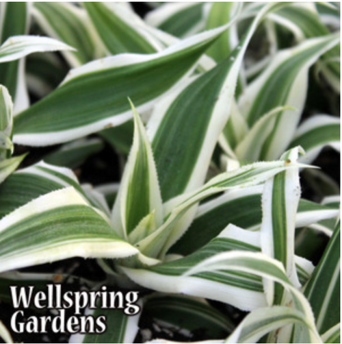 Sweet Stripes Variegated Pineapple
