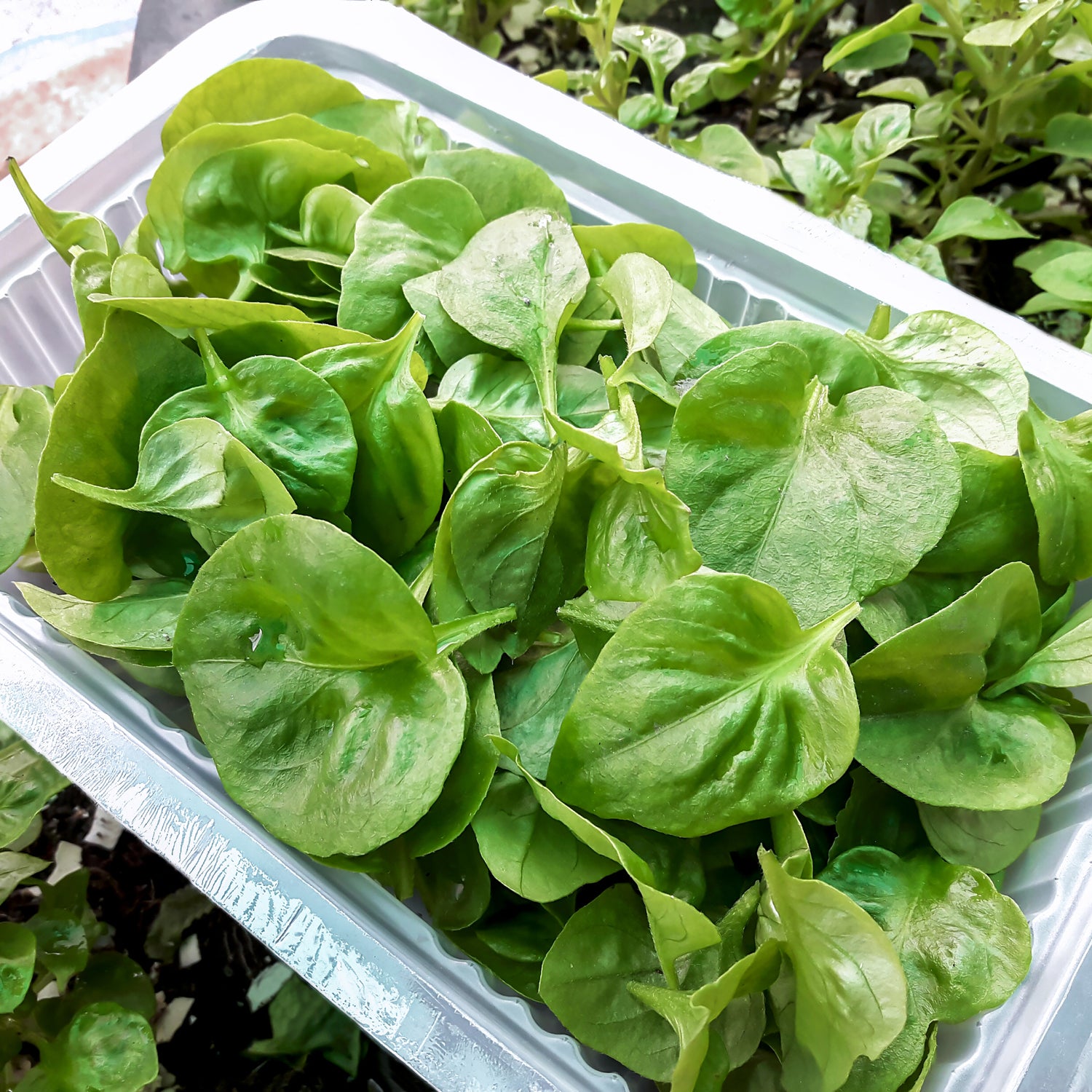 A plastic container of fresh Sissoo Spinach (Brazilian Spinach) - Alternanthera sissoo from Wellspring Gardens, packed with green leafy herbs and more greens visible in the background.