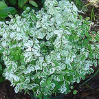 The Snowbush (Sweet Pea Bush/Snow Bush) - Breynia distachia from Wellspring Gardens is a 4-6 ft bushy plant with small, round green and white variegated leaves. It thrives in zones 10-11 and looks great in garden beds with mulch and other foliage.