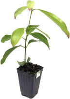 A young Cinnamon Tree (Cinnamomum zeylanicum) by Wellspring Gardens with elongated leaves grows in a small black plastic pot filled with soil, set against a white background.