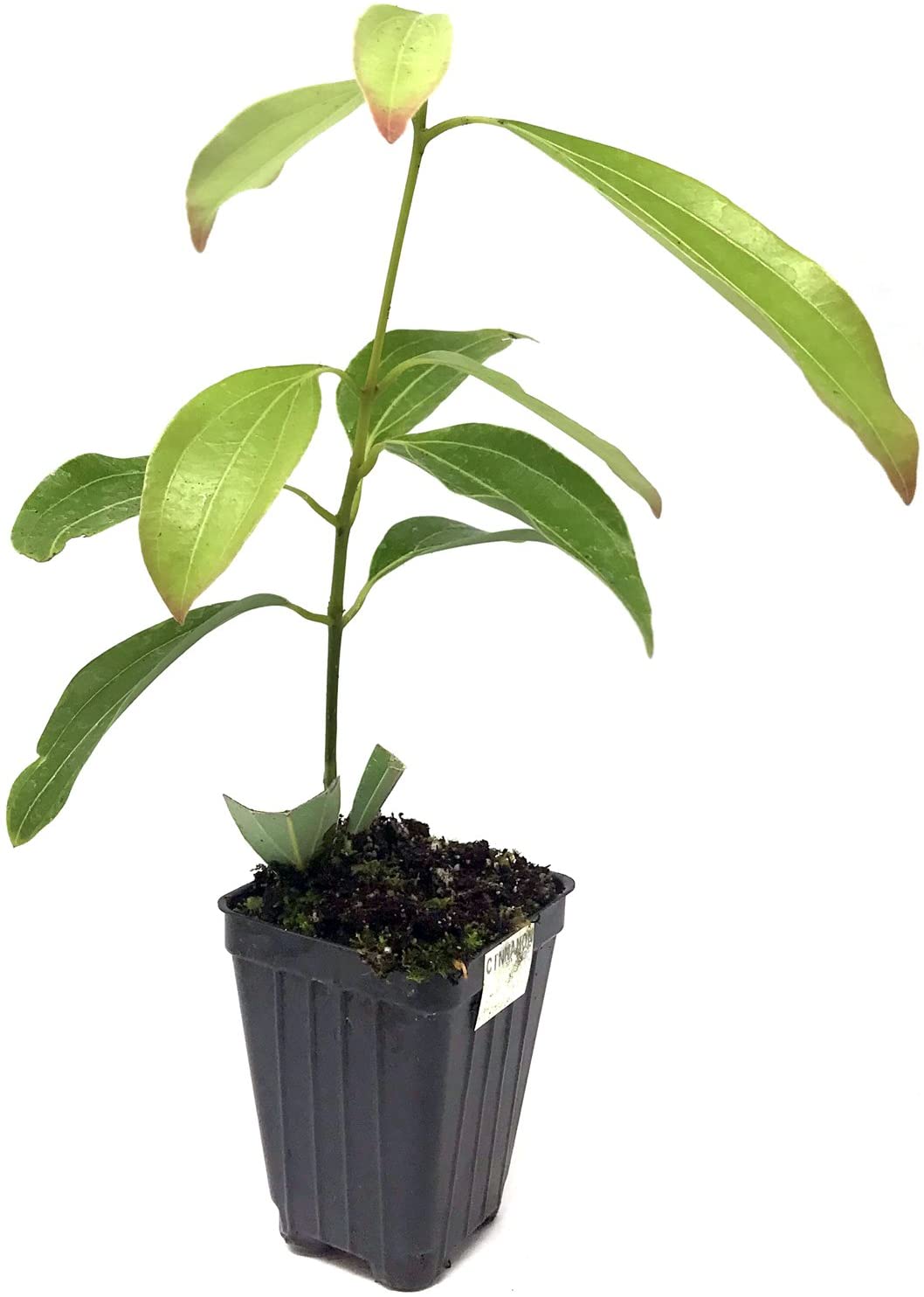 A young Cinnamon Tree (Cinnamomum zeylanicum) by Wellspring Gardens with elongated leaves grows in a small black plastic pot filled with soil, set against a white background.