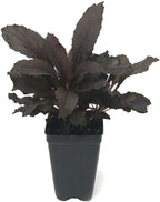 A Black Truffle (Cardinal Flower) - Lobelia cardinalis from Wellspring Gardens displays dense, deep purple leaves in a small black plastic pot, set against a white background.