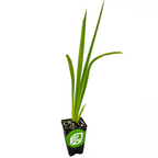 A young Louisiana Iris 'Red Velvet' native American wildflower by Wellspring Gardens grows in a small black plastic pot with soil and perlite; the pot features a green and white logo on the front, set against a white background.