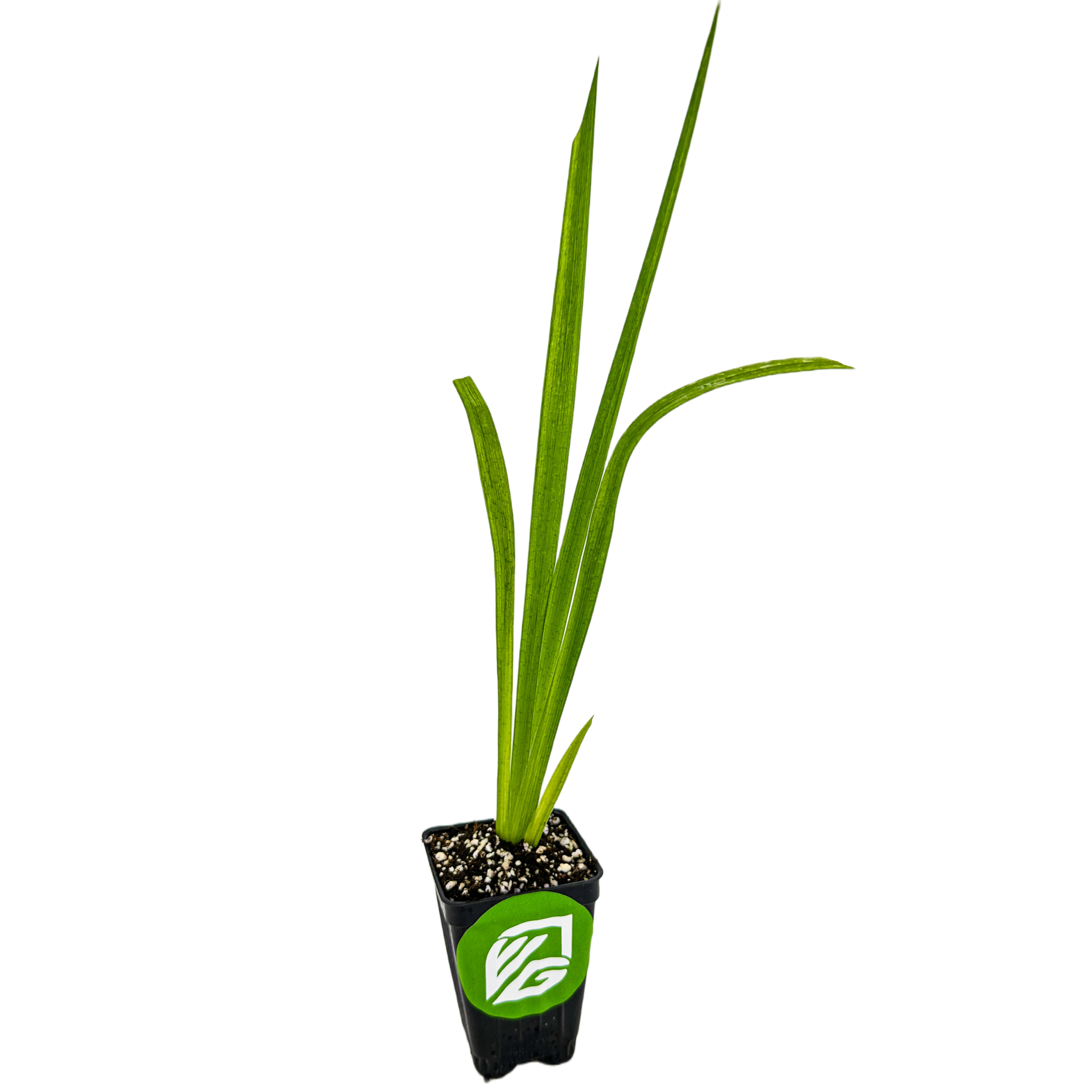 A young Louisiana Iris 'Red Velvet' native American wildflower by Wellspring Gardens grows in a small black plastic pot with soil and perlite; the pot features a green and white logo on the front, set against a white background.