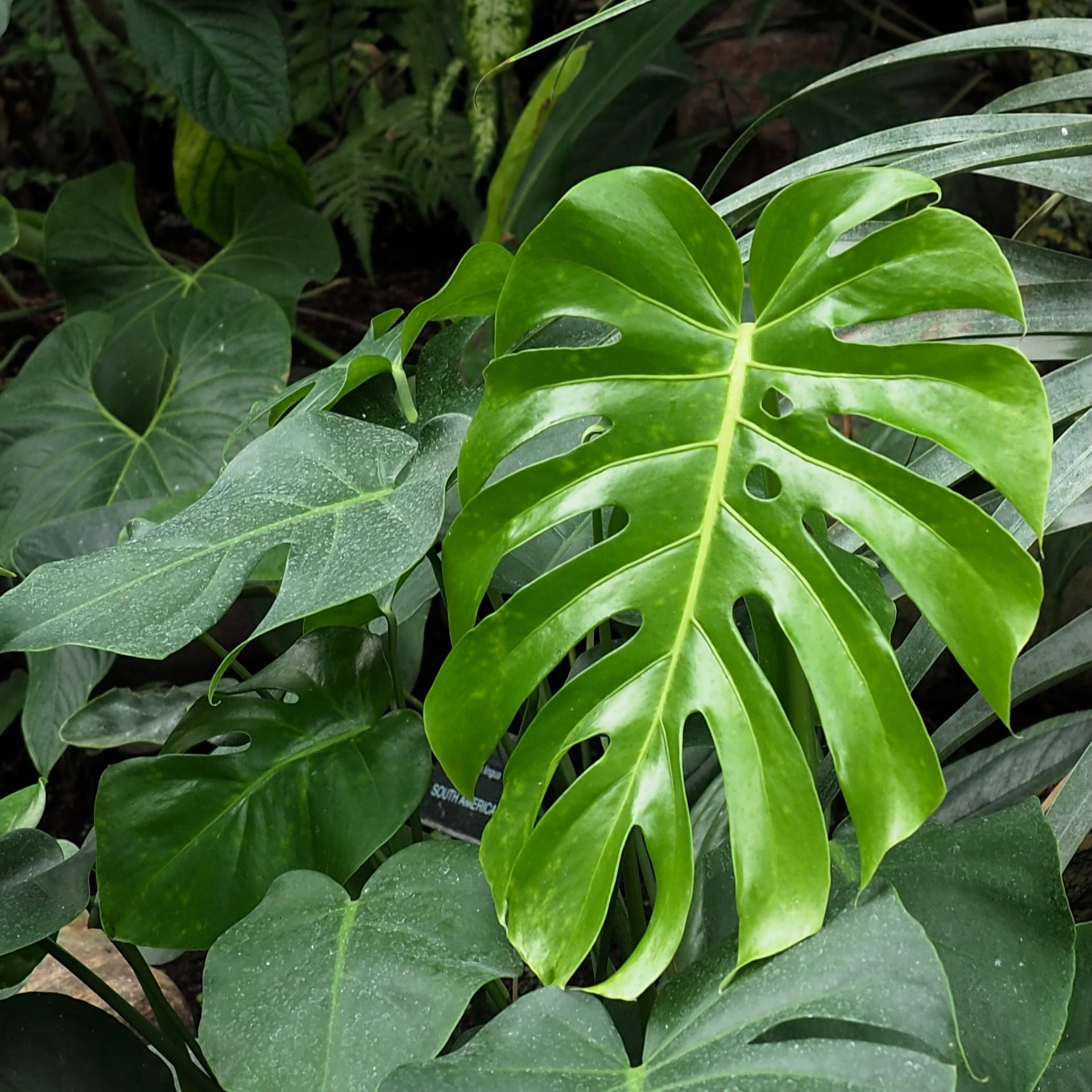 monstera deliciosa also obliqua split leaf philodendron swiss cheese plant Monstera deliciosa