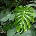 A close-up of lush green Monstera deliciosa (Split-Leaf Philodendron/Swiss Cheese) leaves, known for their unique splits—an iconic Wellspring Gardens houseplant surrounded by tropical foliage.