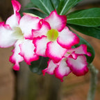 Close-up of two Wellspring Gardens Desert Rose Picotee (Adenium obesum) plants, showing ruffled white centers blending to bright pink edges on each bloom, highlighted by lush green leaves in the background.