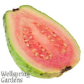 A halved Tikal Guava - Psidium guajava from Wellspring Gardens shows its green skin and vivid pink, seed-filled flesh, with "Wellspring Gardens" in the bottom left corner.