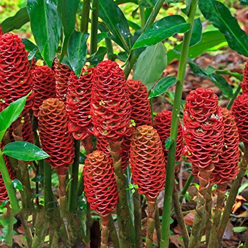 Shampoo Ginger (Awapuhi) - Zingiber zerumbet