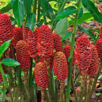 A cluster of red, pine cone-shaped Shampoo Ginger (Awapuhi) - Zingiber zerumbet flowers with lush leaves from Wellspring Gardens, grown in tropical gardens and valued for natural hair care uses.