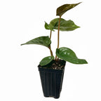 The Wellspring Gardens Anthurium radicans x luxurians Hybrid features broad, glossy leaves and reddish stems in a black nursery pot with soil—ideal for indoor or outdoor décor.