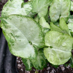 Close-up of Syngonium Pixie Dwarf Arrowhead (Syngonium podophyllum) from Wellspring Gardens, with light green, arrowhead leaves edged in darker green and water droplets on perlite-speckled soil, thriving as a charming indoor plant.